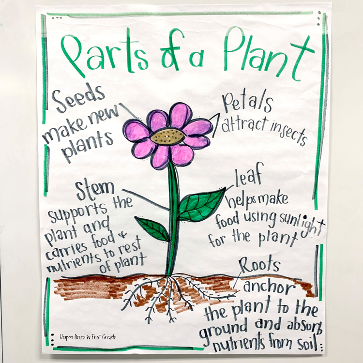 Plant Teaching Ideas and Activities | Happy Days in First Grade